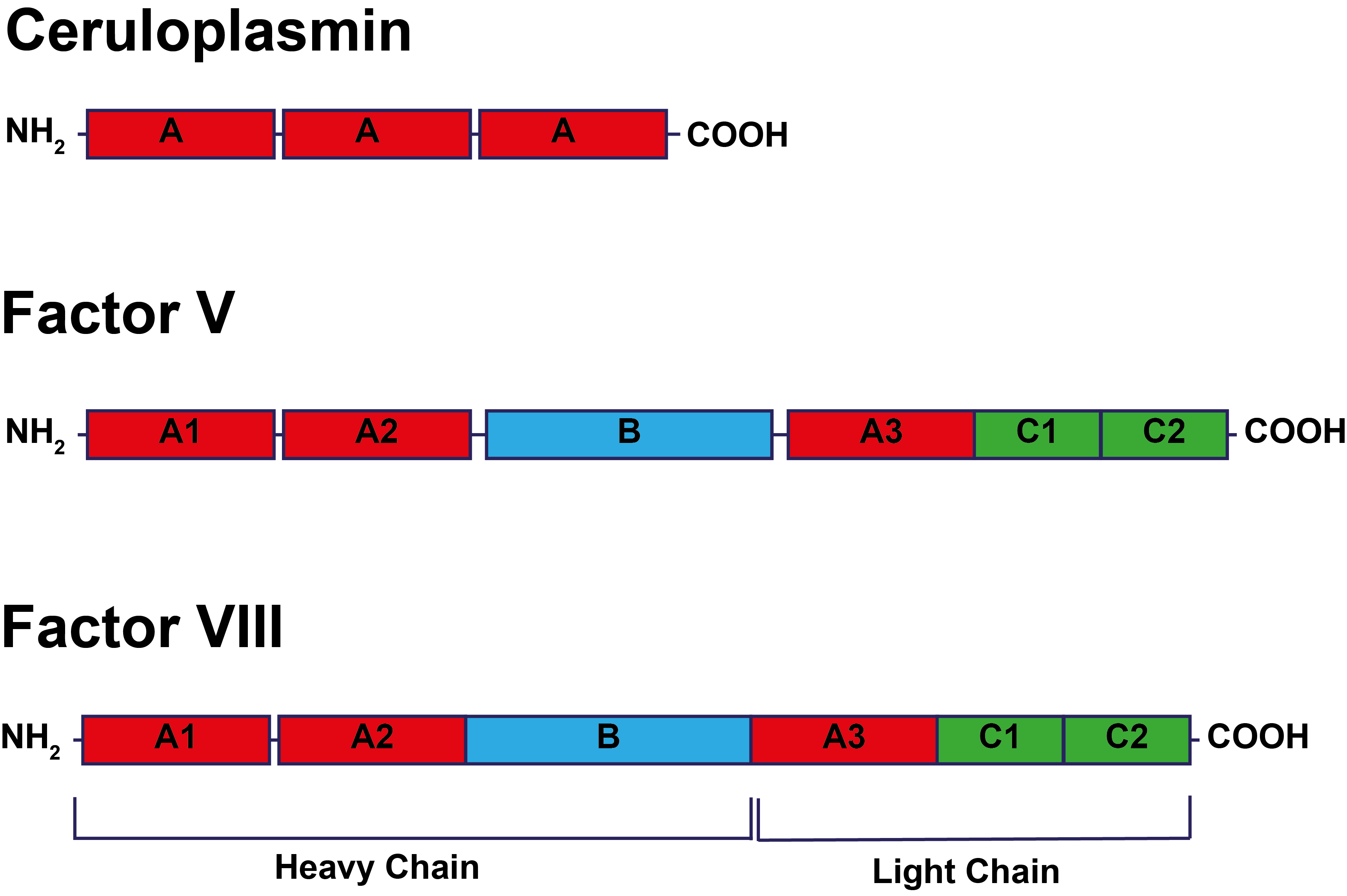 FV FVIII and Ceruloplasmin Structure
